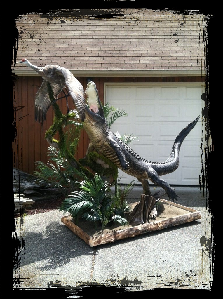 lifesize florida alligator with sandhill crane