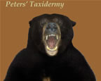 Black Bear mounted by Peters' Taxidermy