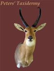 Common Reedbuck Shoulder  mounted by Peters' Taxidermy