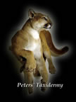 Cougar, Mountain lion, lifesize  mounted by Peters' Taxidermy 