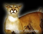 Cougar, Mountain lion, lifesize  mounted by Peters' Taxidermy 