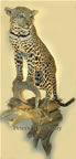 Leopard lifesize on wall mounted by Peters' Taxidermy 