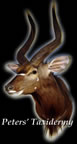 Nyala shoulder mounted by Peters' Taxidermy 