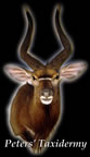Nyala shoulder mount mounted by Peters' Taxidermy 