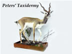 life size black buck  mounted by Peters' Taxidermy