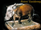 Bush pig lifesize  mounted by Peters' Taxidermy