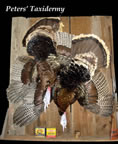 dead mount Turkeys on barn board  mounted by Peters' Taxidermy 