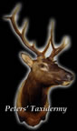 Elk Shoulder mount mounted by Peters' Taxidermy 