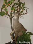 half lifesize Blacktail Deer mounted by Peters' Taxidermy 