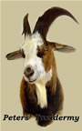 Ibex shoulder mount mounted by Peters' Taxidermy 