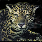 Jaguar lifesize mounted by Peters' Taxidermy 