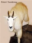 lifesize mountain goat mounted by Peters' Taxidermy 