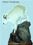 Lifesize mountain goat mounted by Peters' Taxidermy 