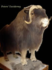 lifesize musk ox mounted by Peters' Taxidermy 
