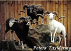 Lifesize Dall, Mouflon, and Corsican Sheep mounted by Peters' Taxidermy 